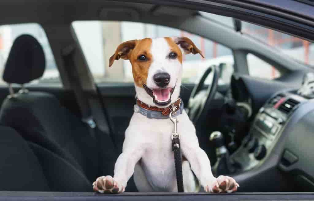 usaa renters insurance dog bite car