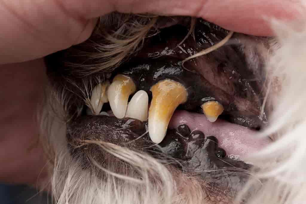 cheap insurance dog teeth treatment near me